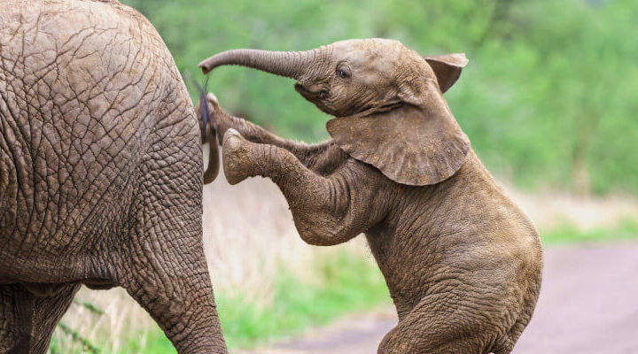 dzień ochrony słoni