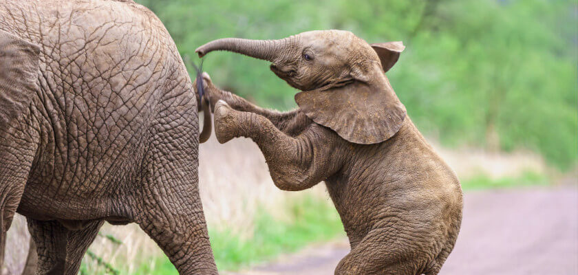 dzień ochrony słoni