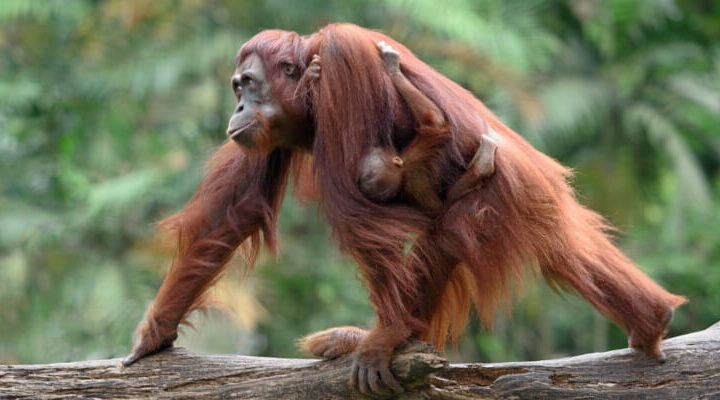 dzień orangutana