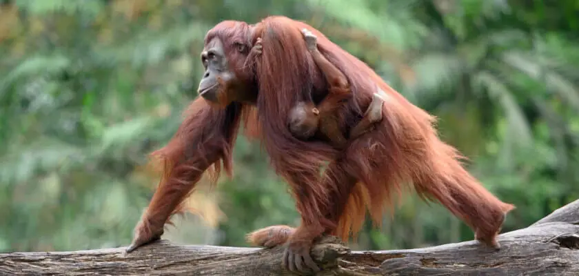 dzień orangutana