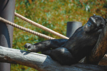 dzień szympansa