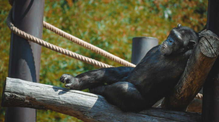 dzień szympansa