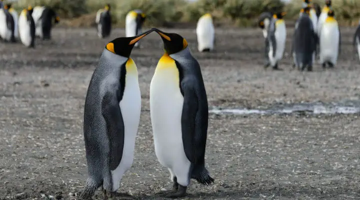 dzien wiedzy o pingwinach