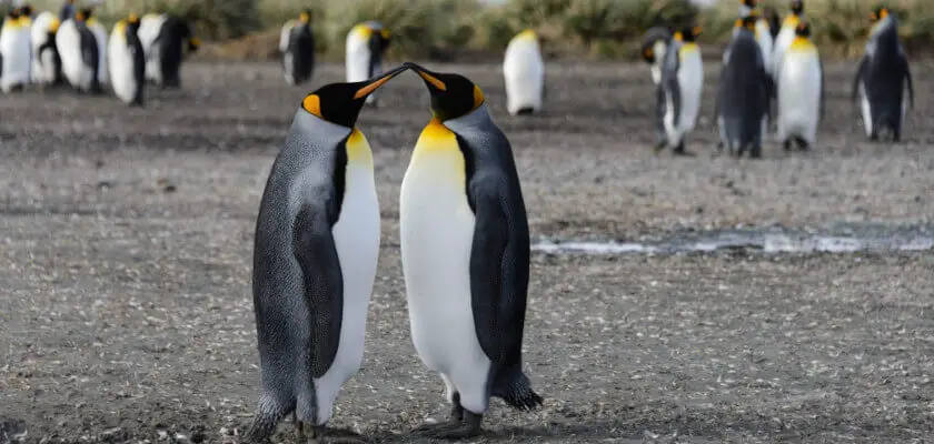 dzien wiedzy o pingwinach