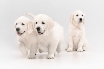 golden retriever hodowla