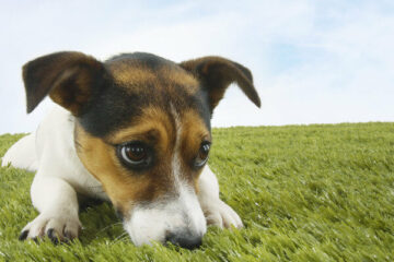 jack russell terrier hodowla