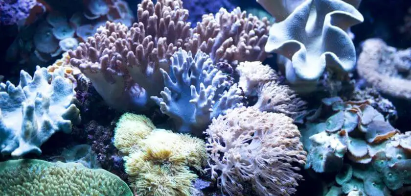 oceanarium barcelona koralowce