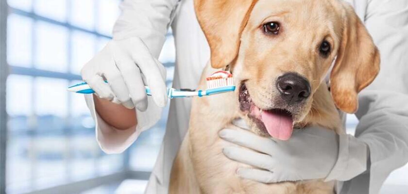 higiena jamy usntnej u psa