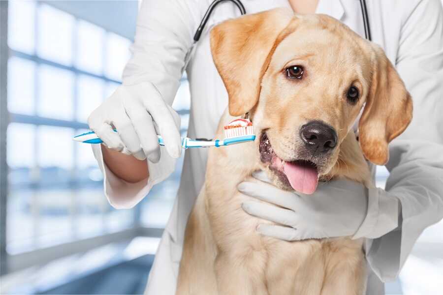 Higiena jamy usntnej u psa