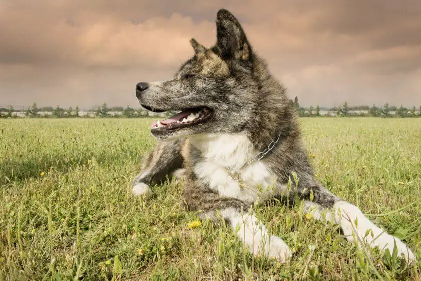 Rasa akita – charakter