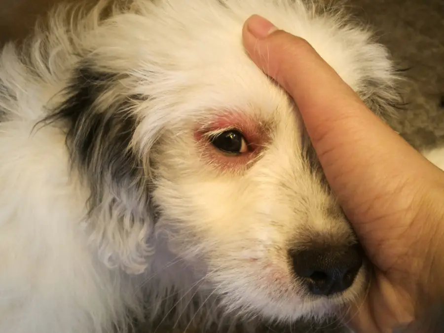 spuchnięte oko u psa
