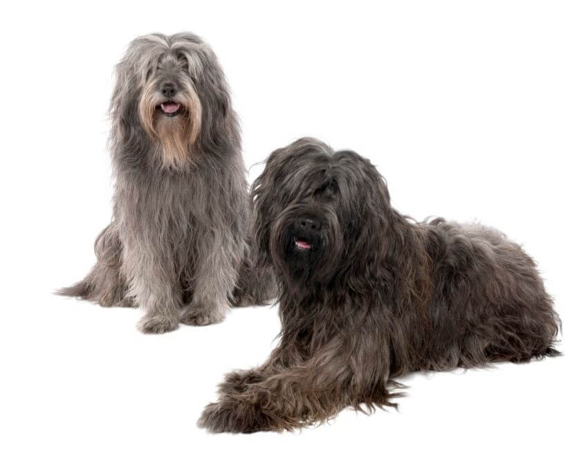 Owczarek kataloński długowłosy dwa psy leżą na białym tle