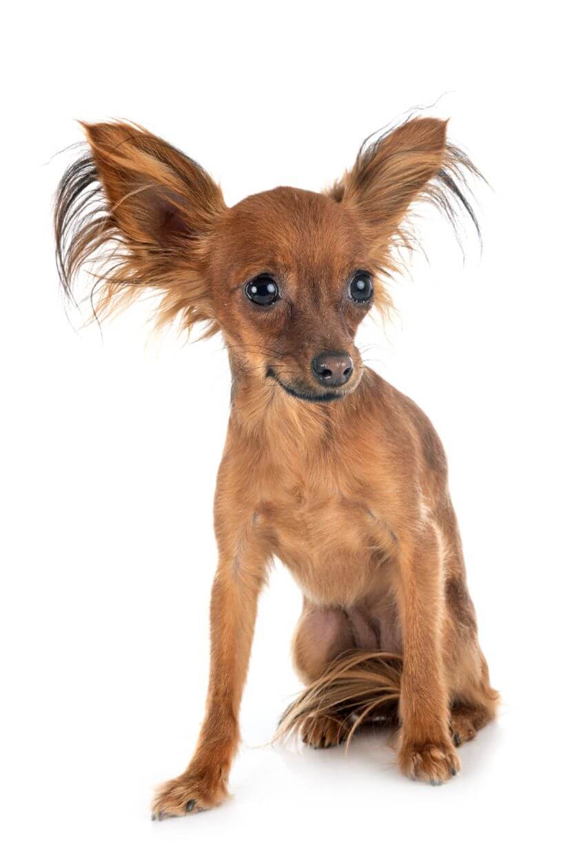 Rosyjski toy - charakter, wygląd i podstawowe informacje 5 Rosyjski toy terrier siedzi na białym tle
