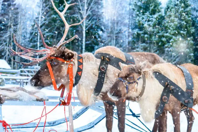 Wioska Świętego Mikołaja Finlandia – poznaj słynne renifery!