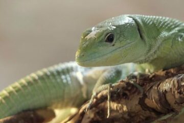 Zoo Wrocław. Jaszczurka ostrobrzucha