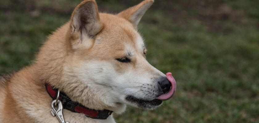 Akita inu. Cena nie powinna być najważniejsza!