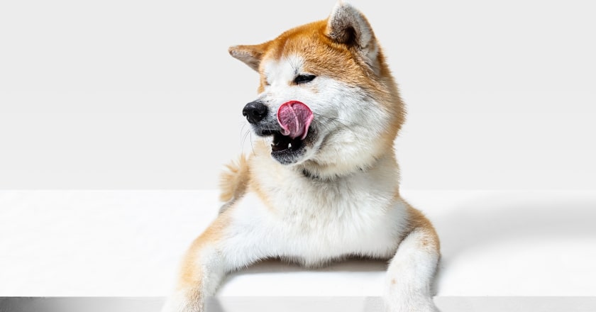 akita inu-jak wyglada