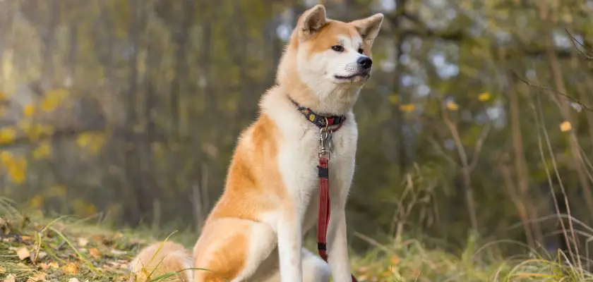 akita inu-prawidłowa pielęgnacja