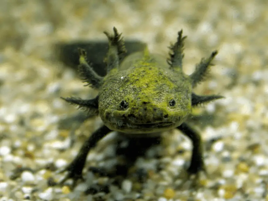 ambystoma meksykańska