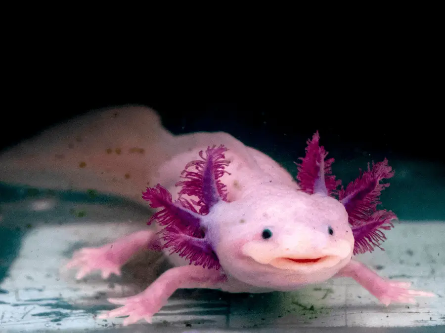 ambystoma meksykańska