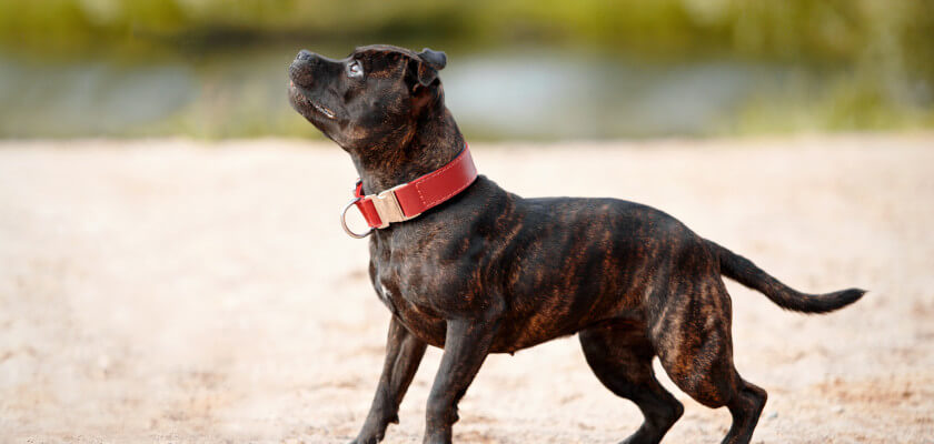amstaff charakter