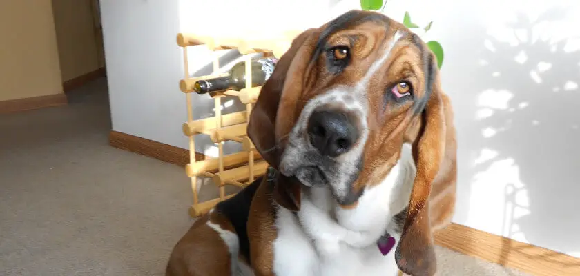basset-opis rasy