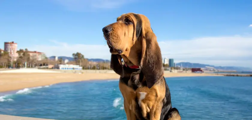 bloodhound nad wodą
