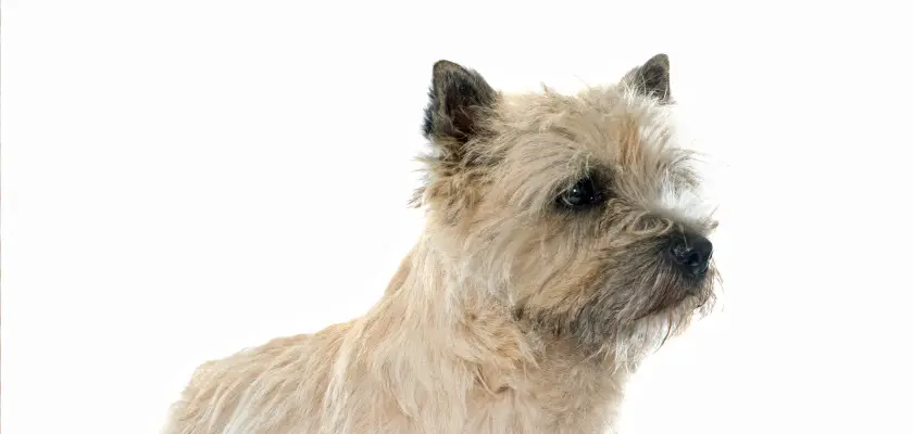 cairn terrier-hodowla