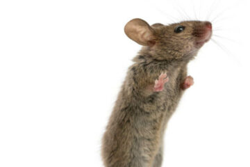 co jedzą myszy
