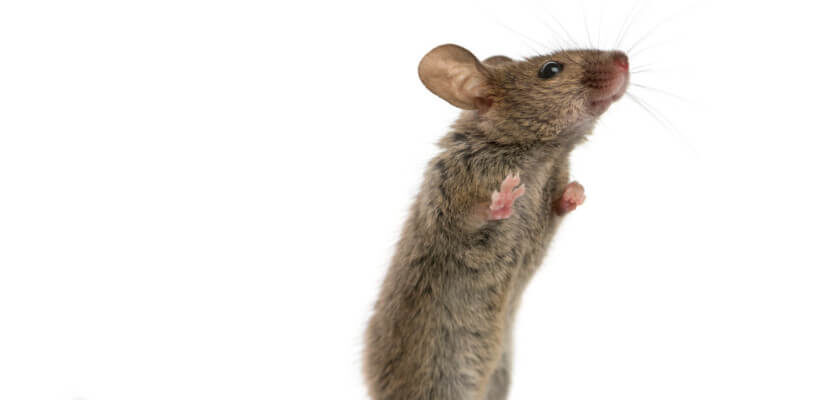 co jedzą myszy