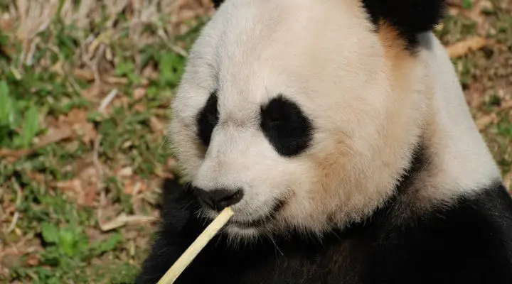 co jedzą pandy