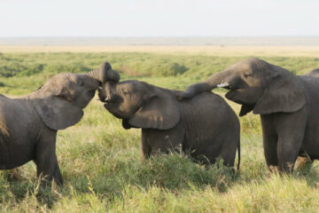 co jedzą słonie