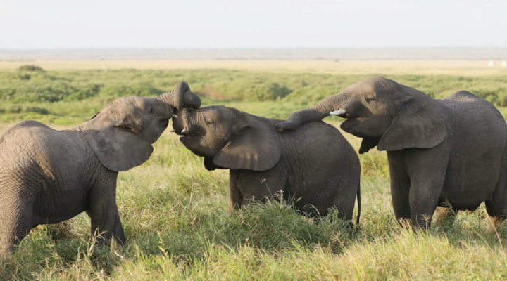 co jedzą słonie