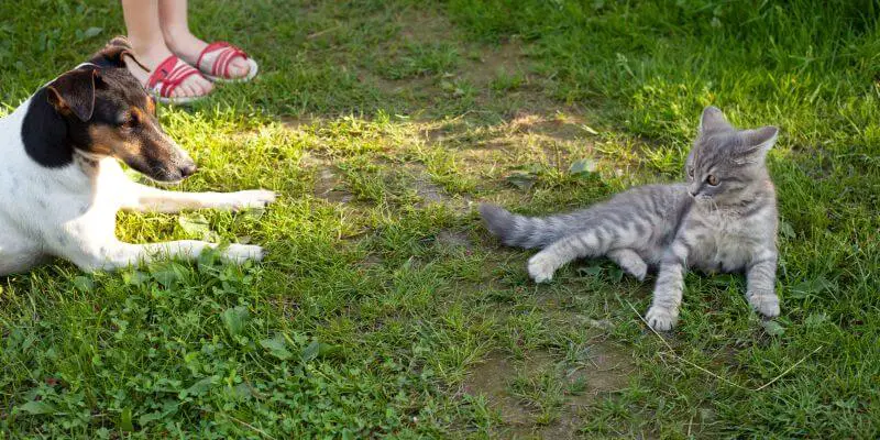 foksterier i kot na trawie