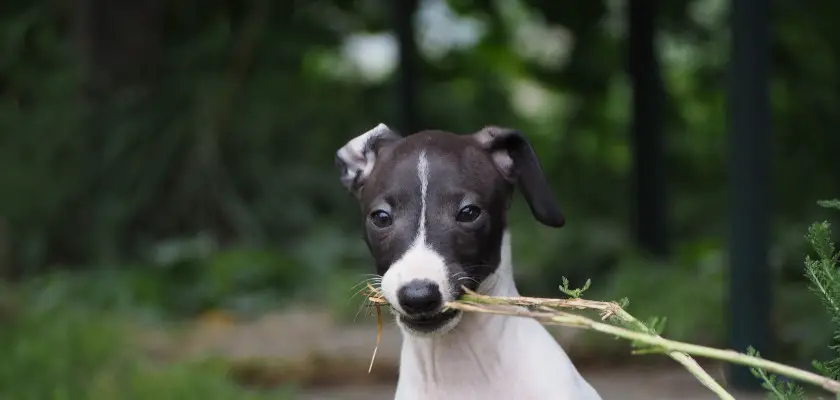 greyhound-duży ale wrażliwy