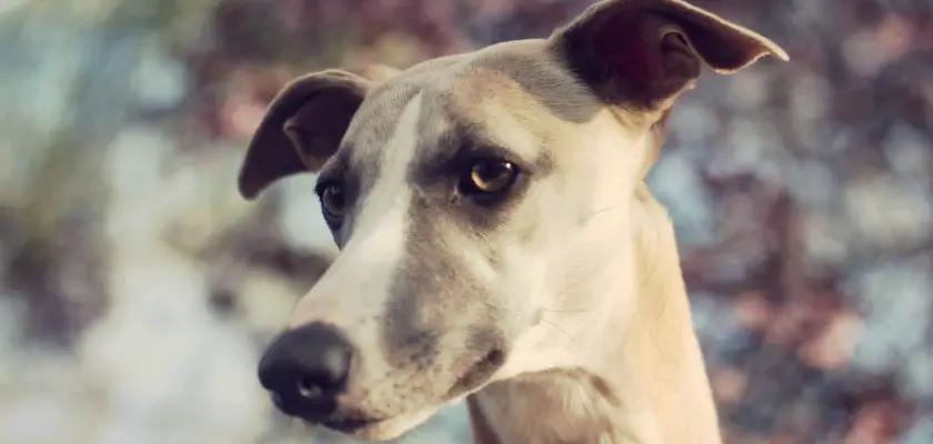 greyhound -cena