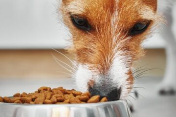 karma dla psa z wrazliwym ukladem pokarmowym
