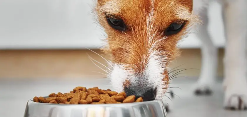 karma dla psa z wrazliwym ukladem pokarmowym