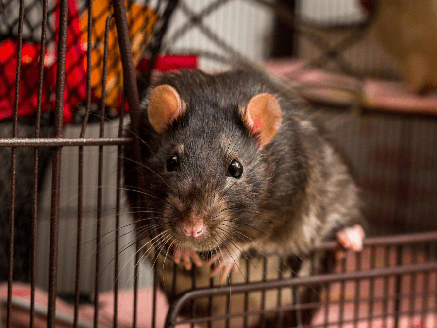 klatka dla szczura