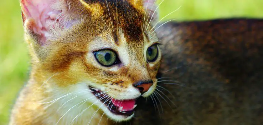 kot abisyński - koty abisyńskie charakter