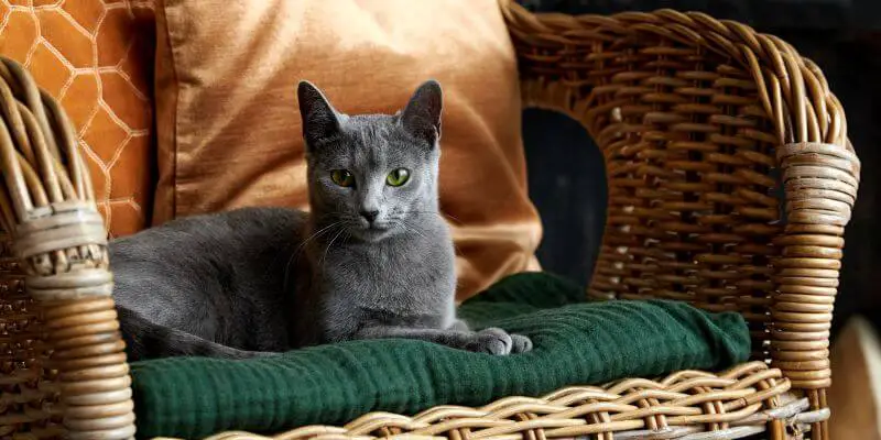 kot rosyjski niebieski - nowe odmiany kotów rosyjskich