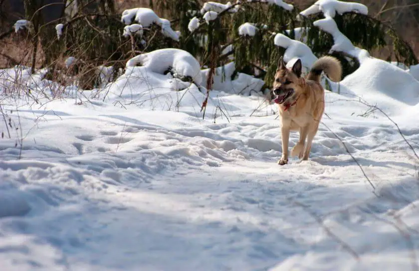 Łajka zachodniosyberyjska biegnie po śniegu