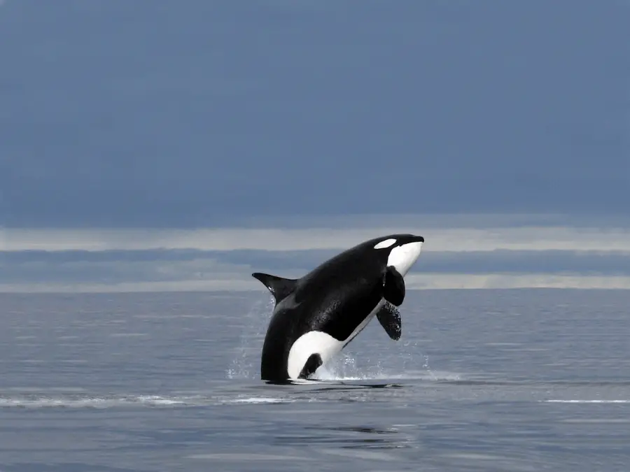 orka oceaniczna