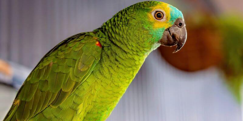 papuga amazonka - papuga amazonka cena za jednego osobnika