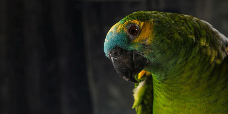 papuga amazonka - jak nauczyć papugi amazonki mówić