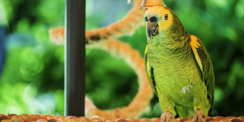 papuga amazonka - amazonka żółtogardła hodowla i warunki, których potrzebują ptaki