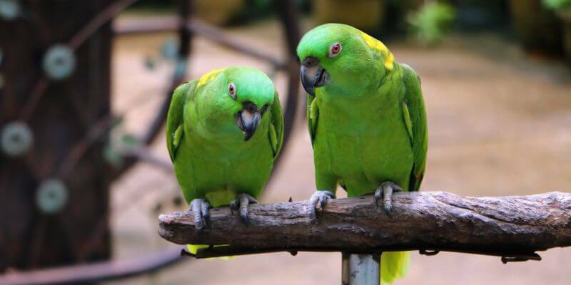 papuga amazonka - czy papuga amazonka żyje wyłącznie w amazonii
