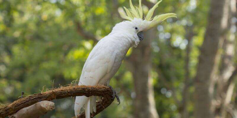 papuga kakadu - charakterystyczne pióra papugi kakadu czy to odpowiedni ptak dla alergików