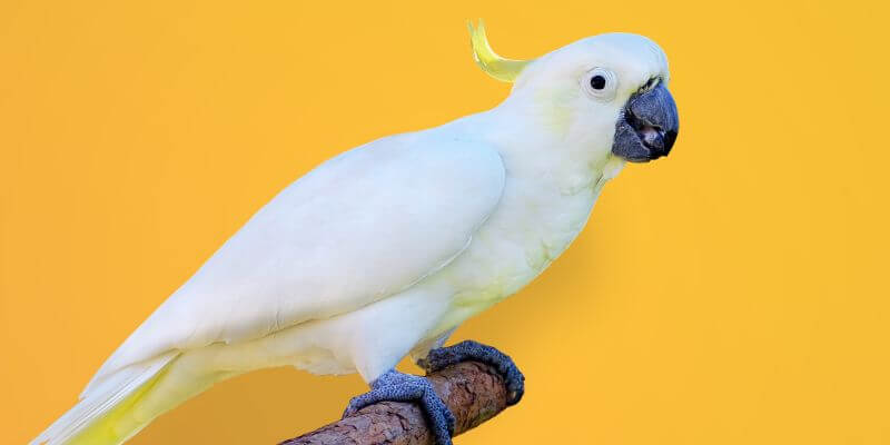 papuga kakadu - i jej dieta