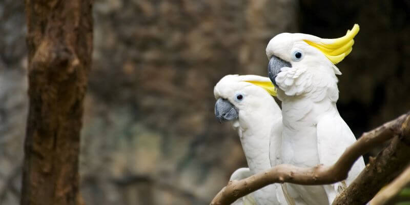 papuga kakadu - jak długo żyje